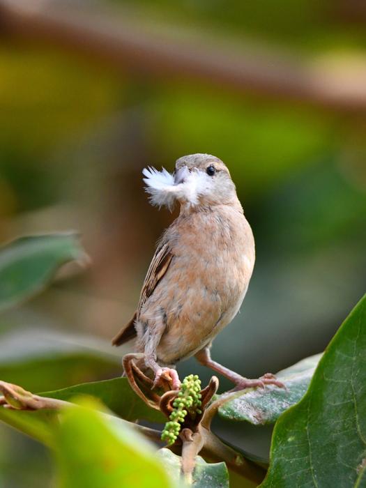 Wildlife Bird Nature