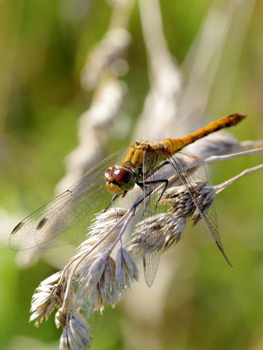 Wazka Insect Wings