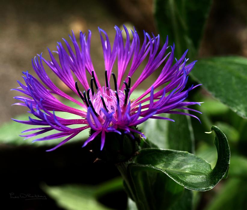Flower Purple Floral