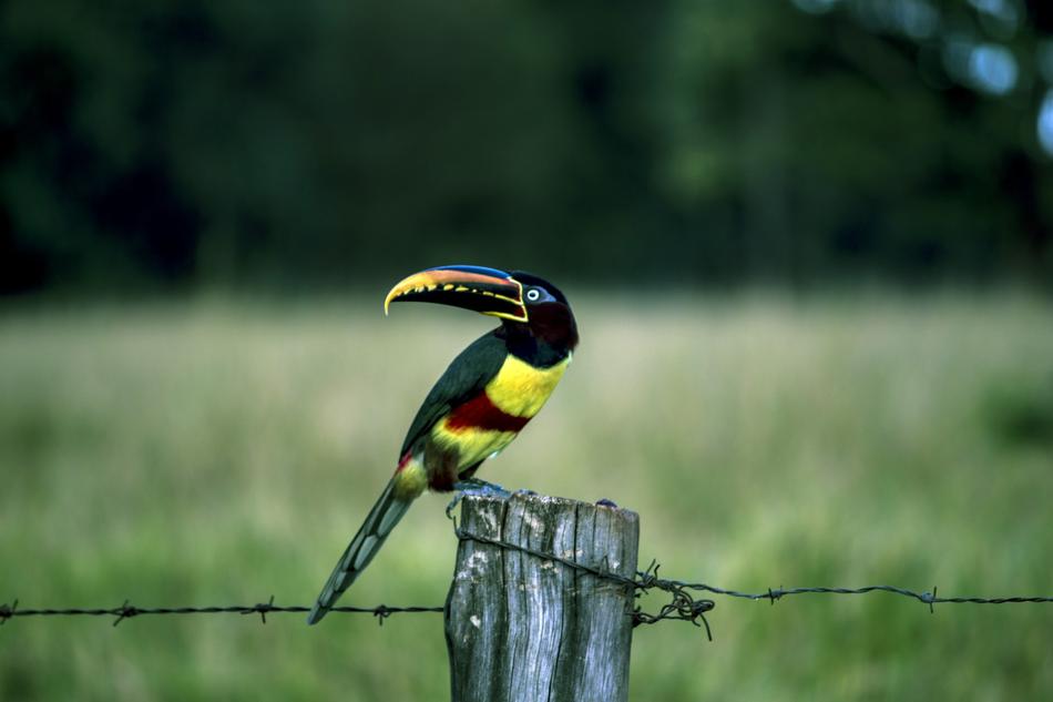 AraÃ§ari Tucano Birds