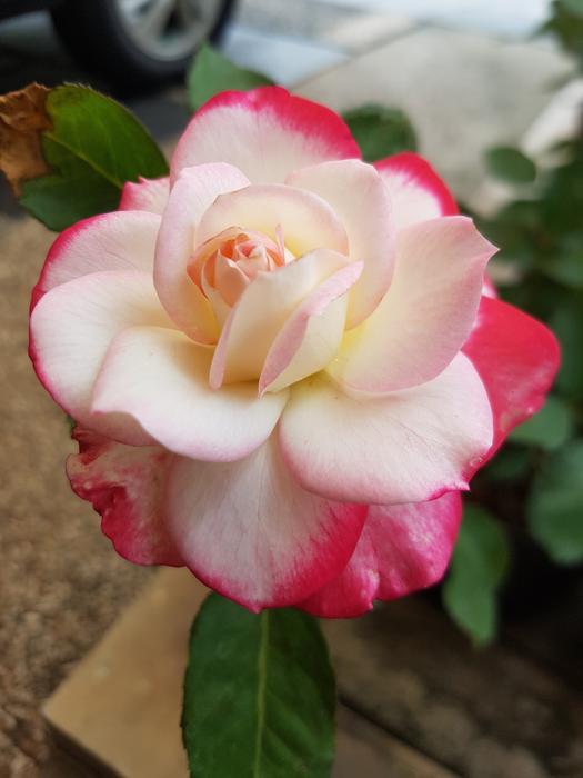 Flower Rose Blossom