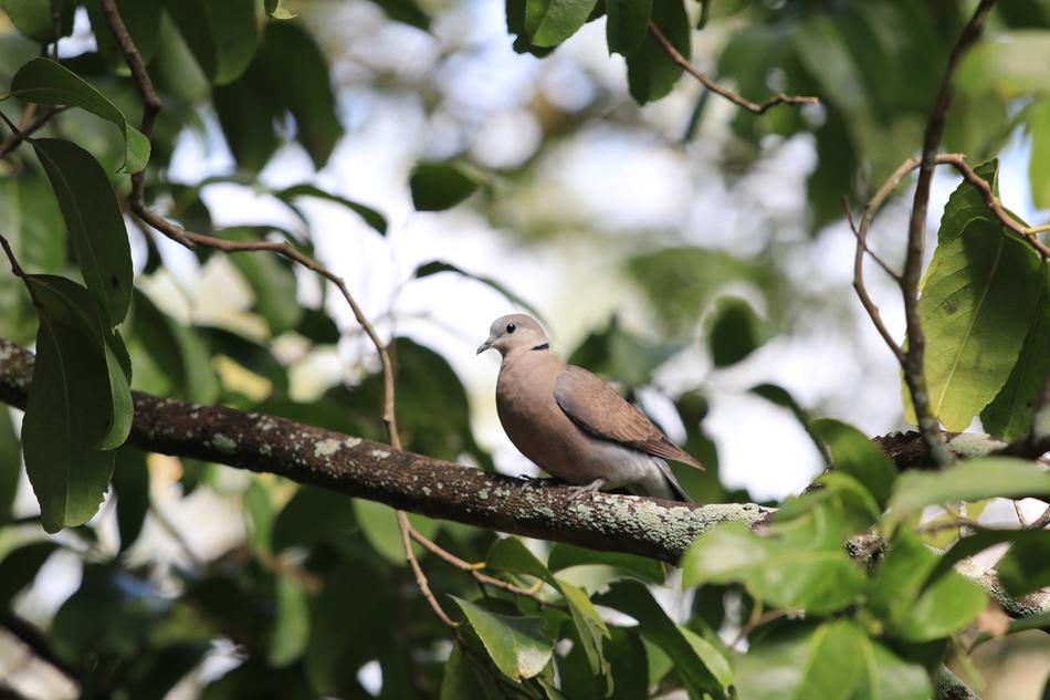 Pigeon Birds
