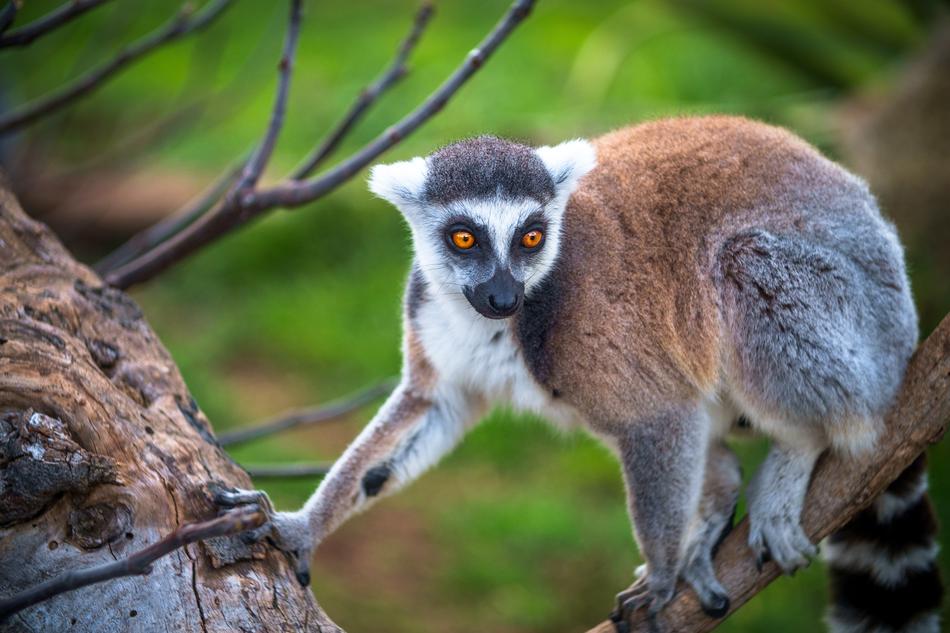 Lemur Monkey Primary