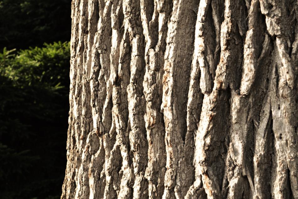 Bark Tree Nature