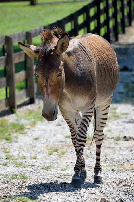 Zonkey Animal Mammal Half