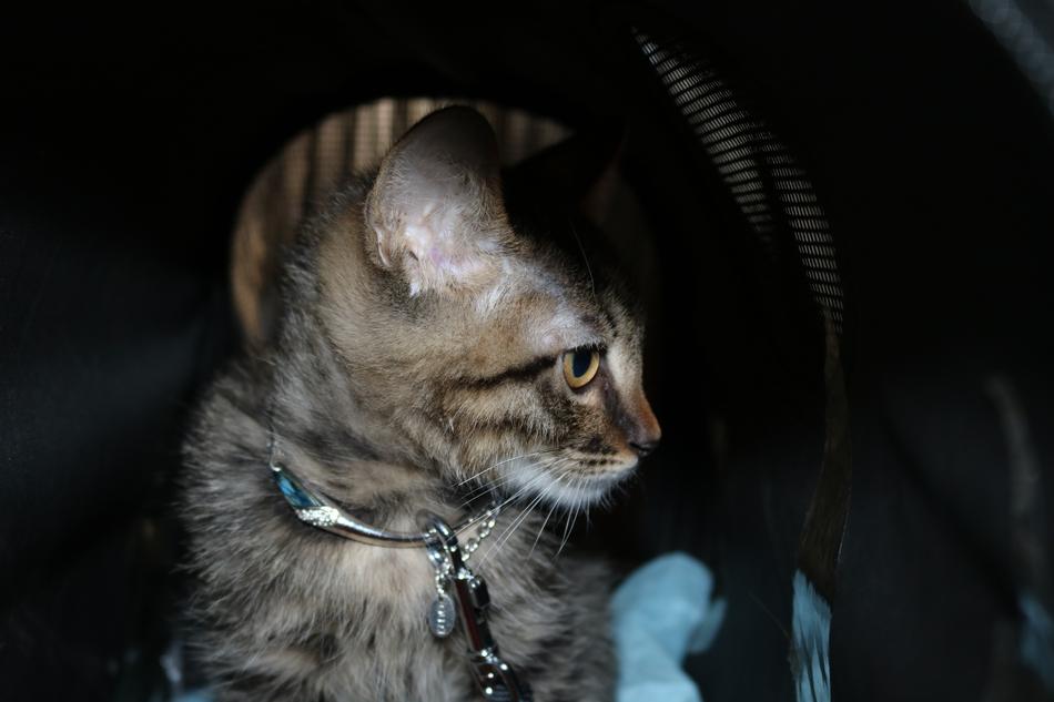 Cat Portrait Mammal