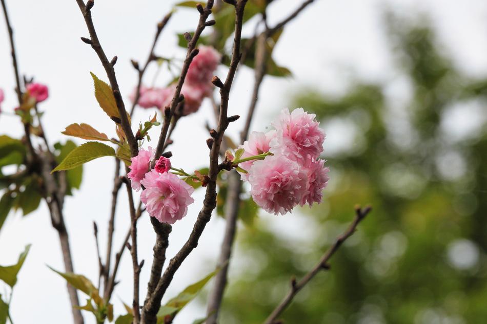 forest blossom