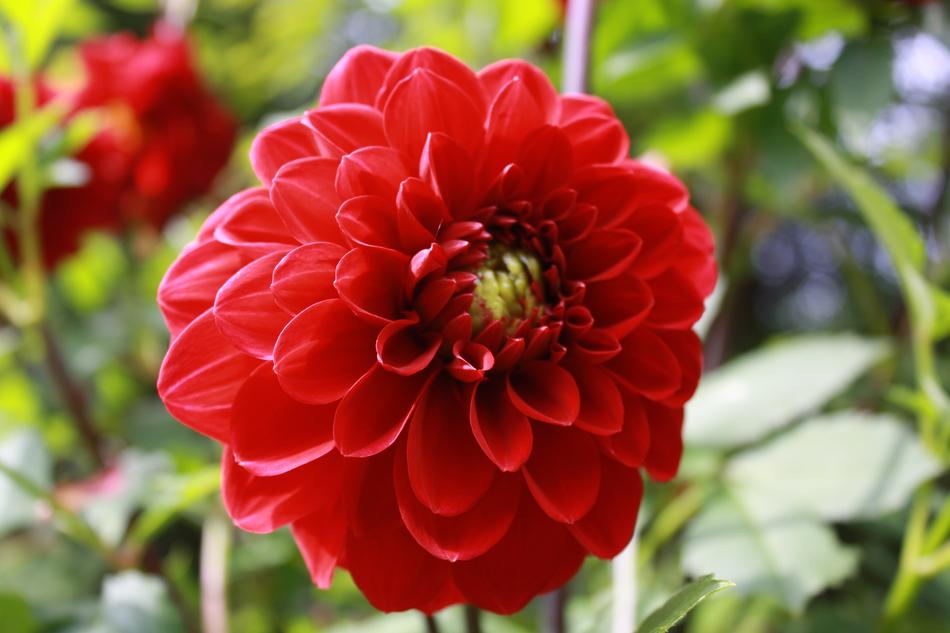 Nature Garden Plant