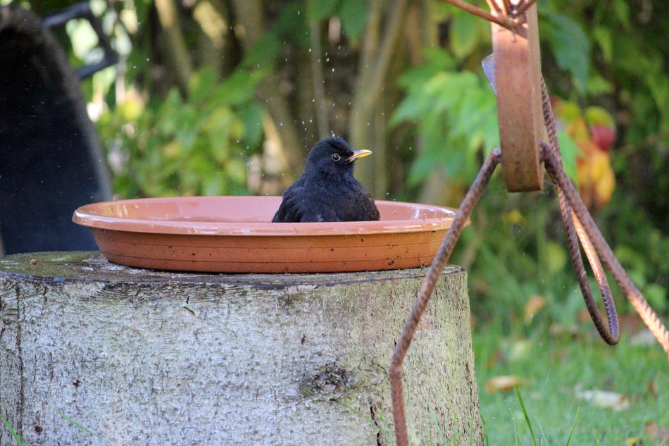 black crow in a bucket