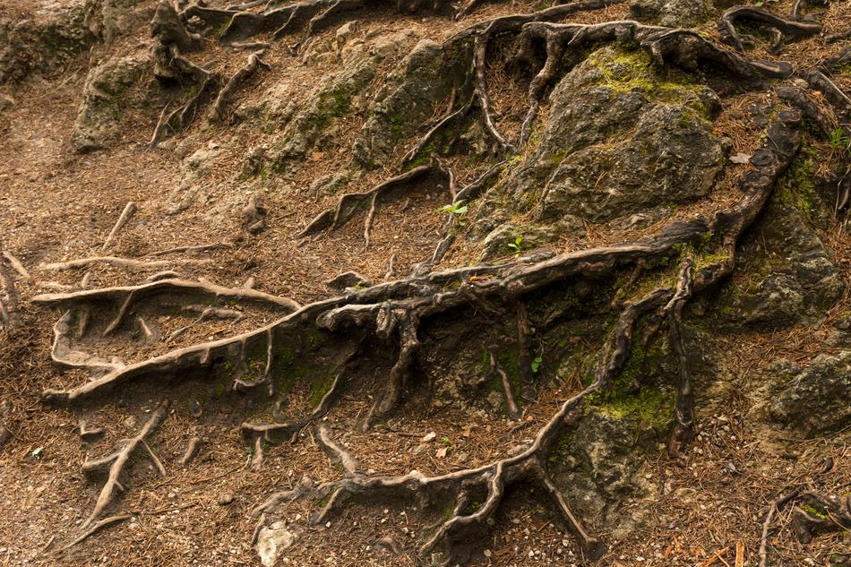 The Roots Of Forest Structure