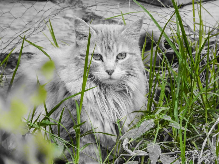 sepia, fluffy cat and green grass