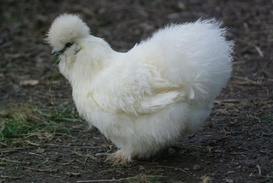 Pen Backyard Hen