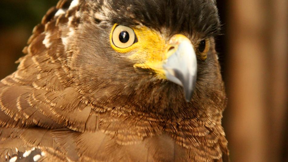 Bird Wildlife Nature