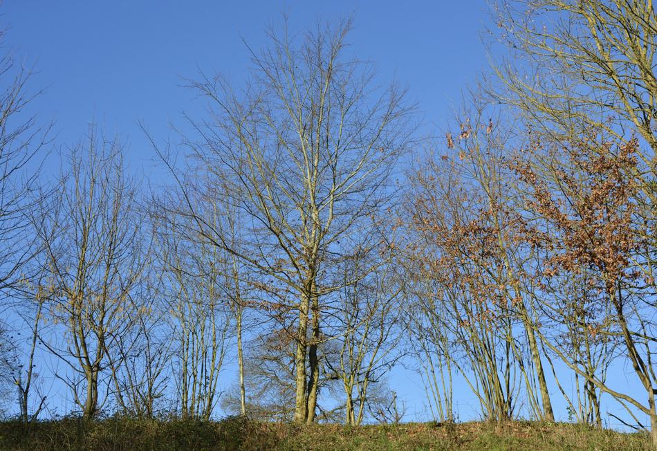 Tree Bare Trees Leafless