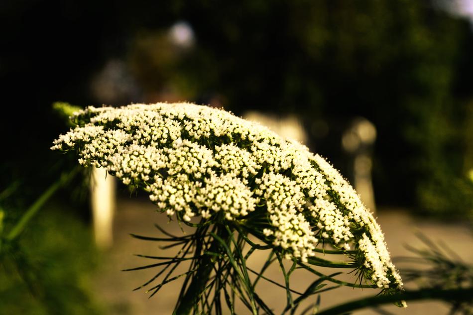 Sheep Sheaf Blossom Bloom