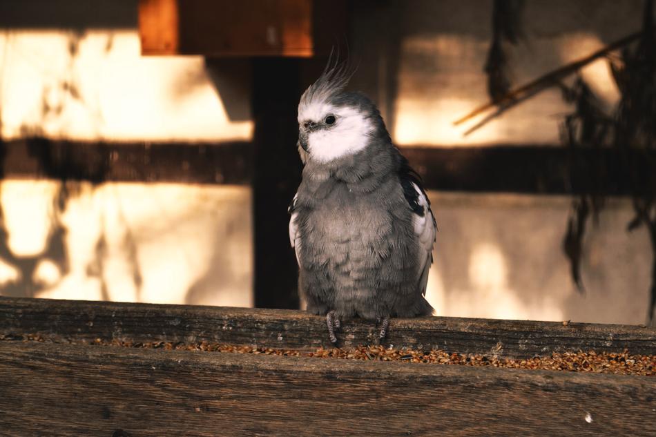 gray cockatiel in the zoo