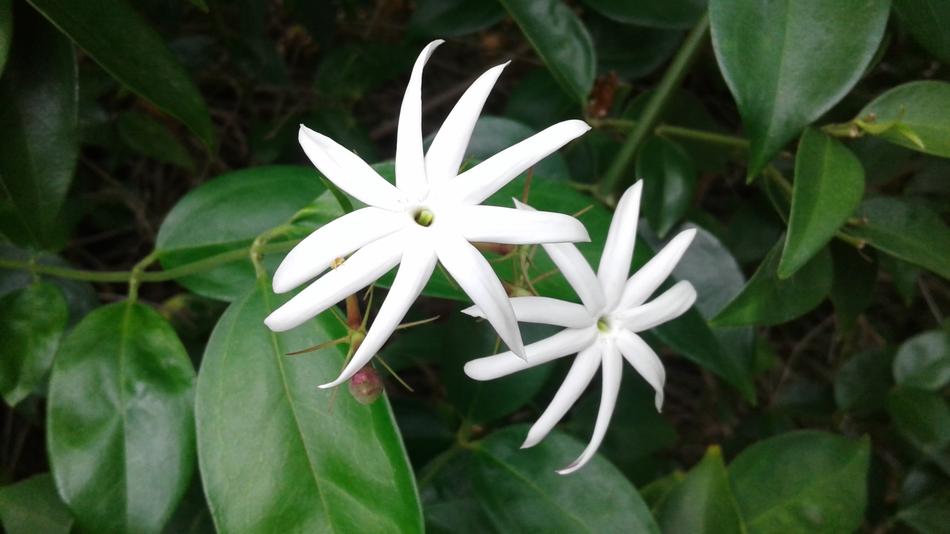 white flower bud closeup