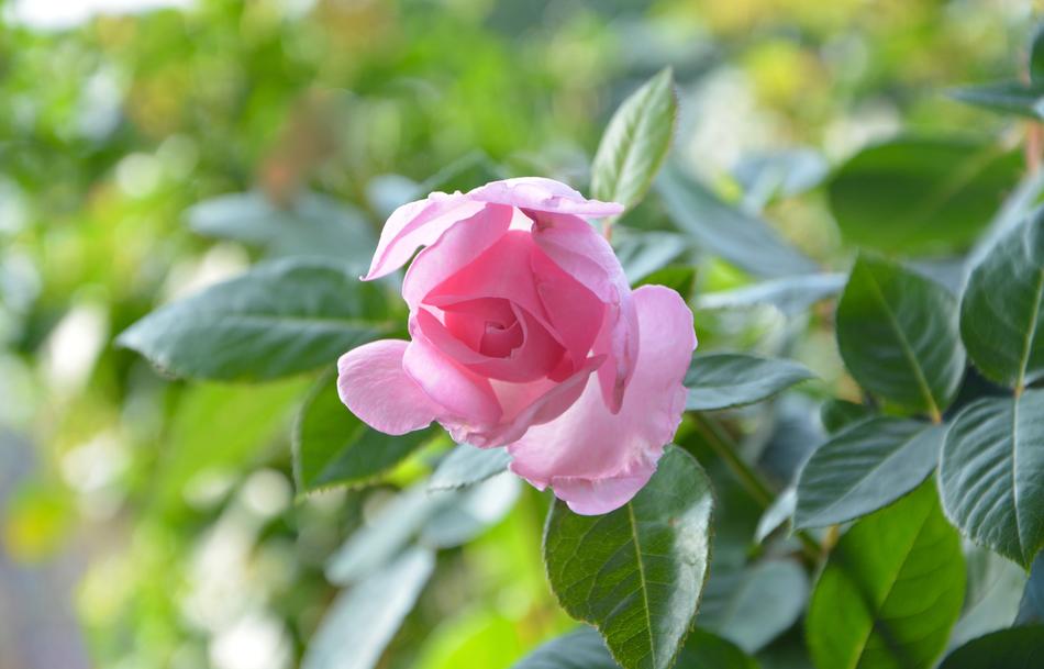 the rosebud is beautiful