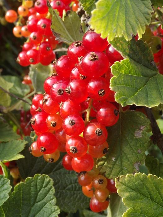 Currant Berry Fruit