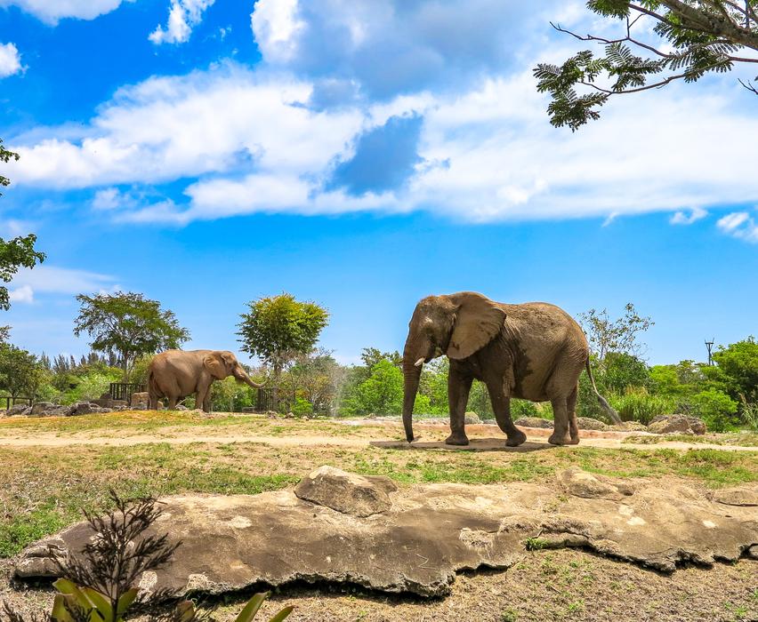 cloudy sky with elephants in the field