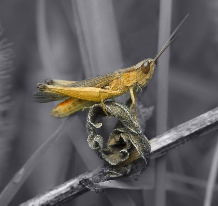 Insect Animal Wildlife