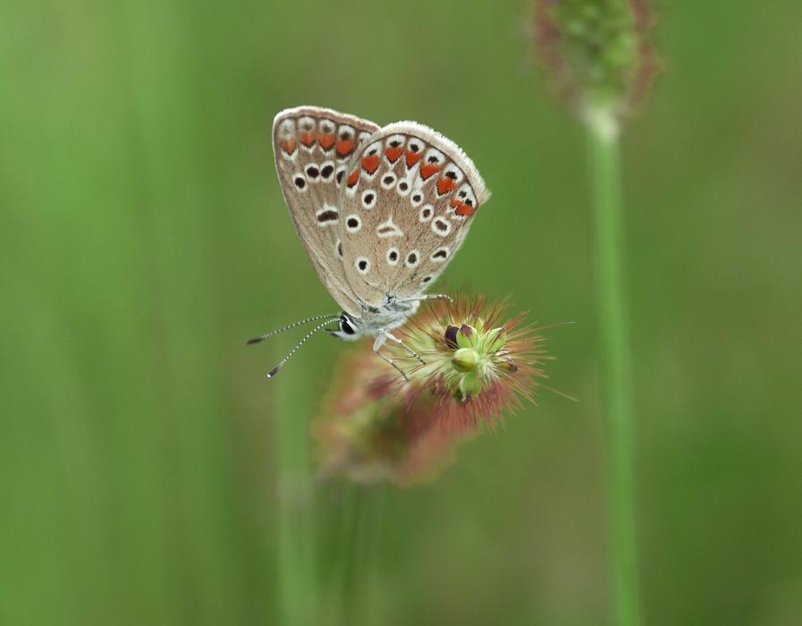 Butterfly Insect Nature