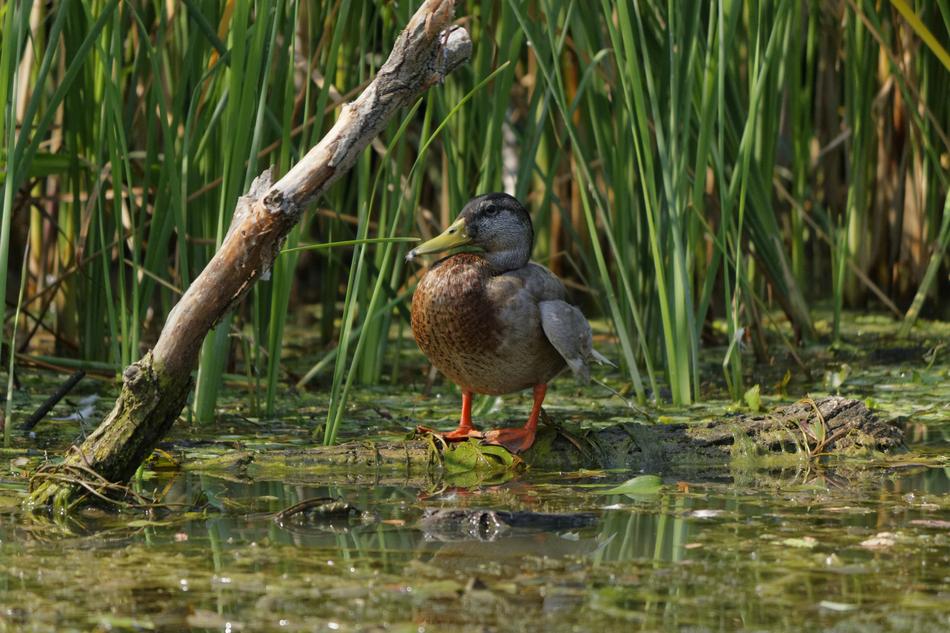 Bird Wildlife Nature