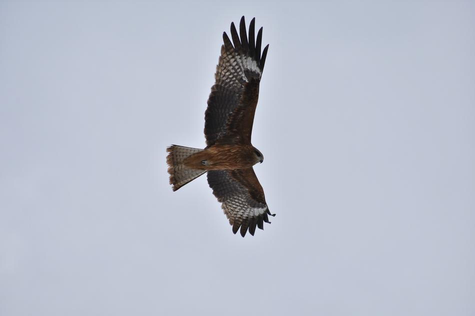 flying bird of prey in the sky in africa