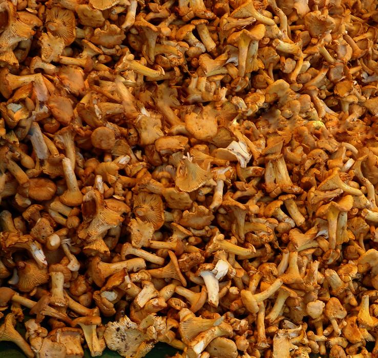 ripe mushrooms harvest