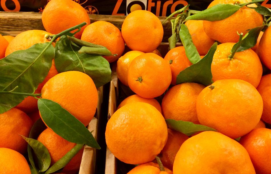 fresh orange harvest