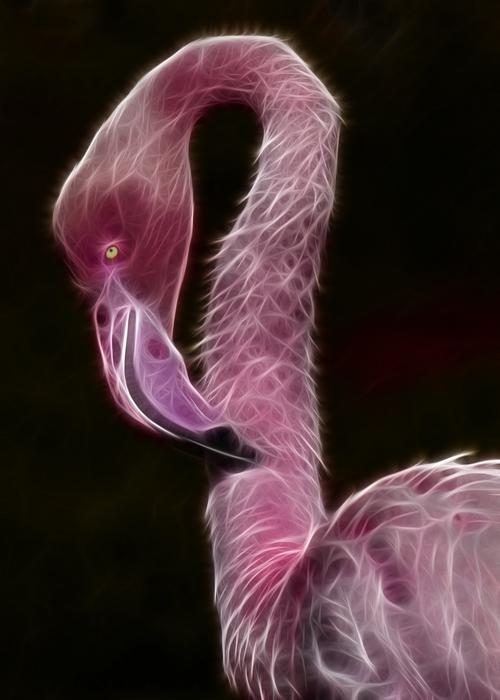 fractalius bird flamingo pink