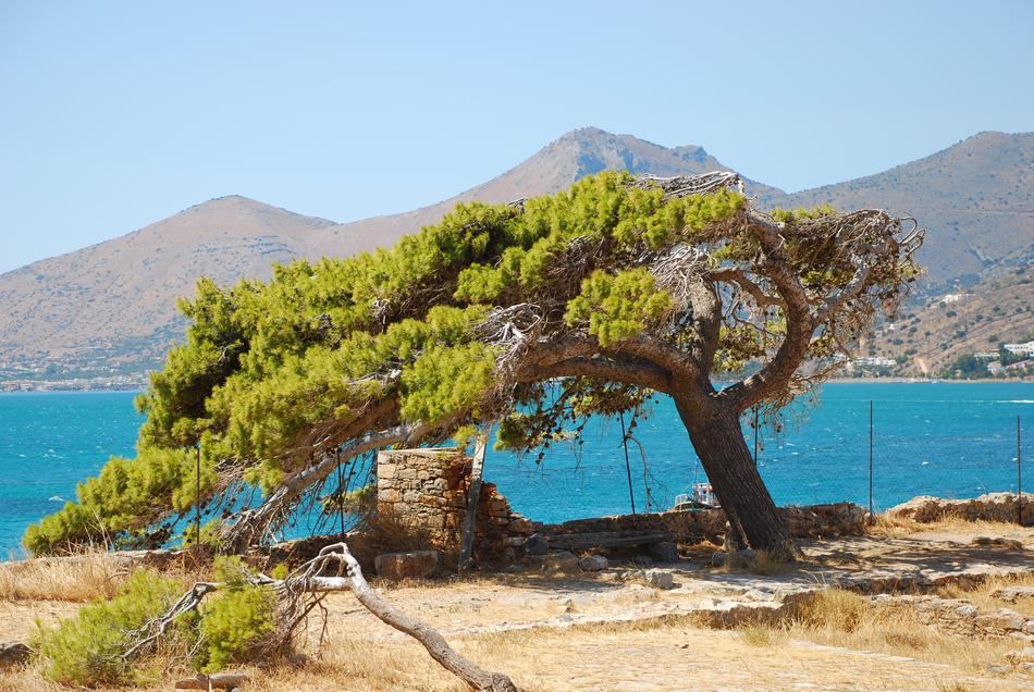 Nature Tree Sea The