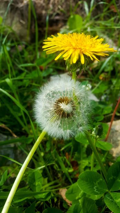 Nature Plant Flower