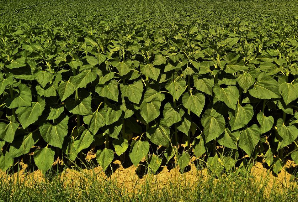 large leaves in the field