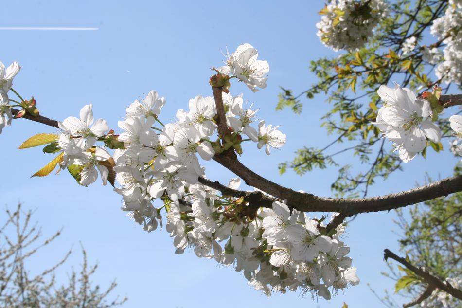 Cherry Blossom Tree Flower