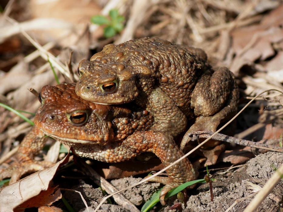 two big brown toads