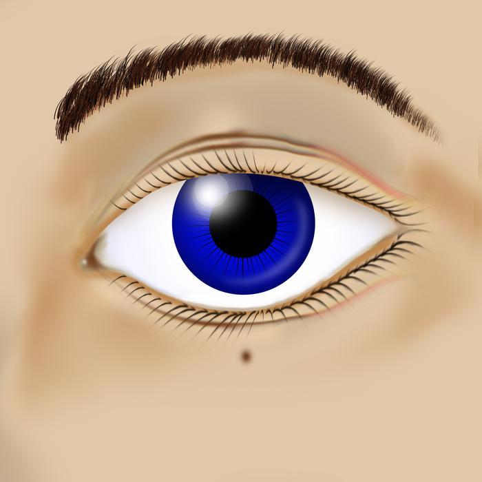 eyeball eyesight eyebrow eyelash
