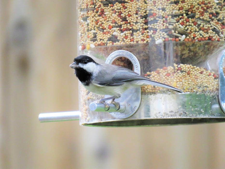 Bird Black And Gray Feeder