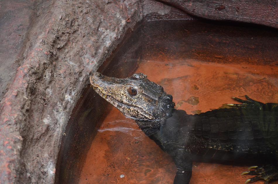 Reptile Amphibians Animal