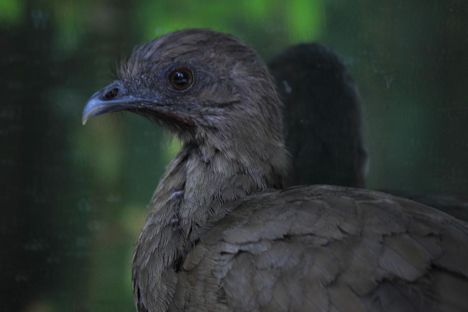 Chachalaca Mexico Ave