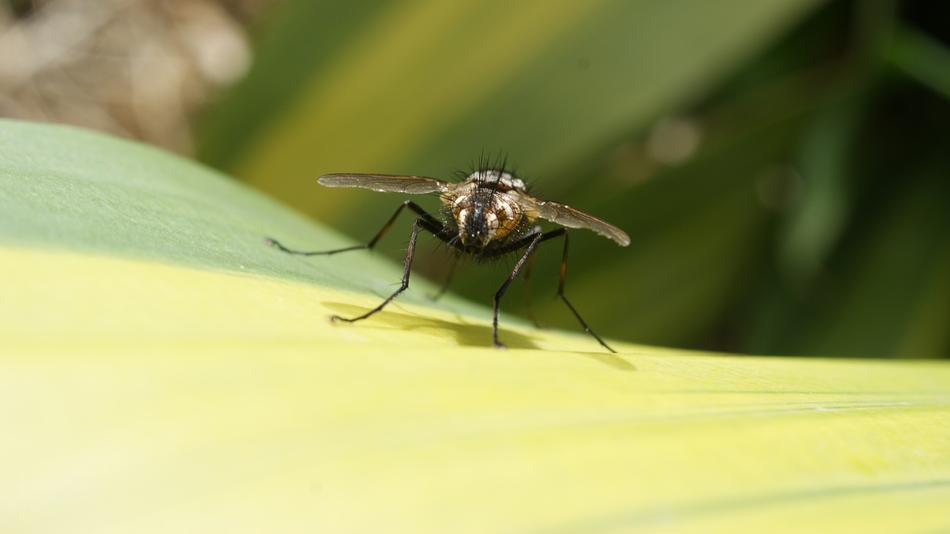 Image Insect Fly