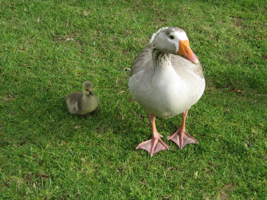 Goose With Baby