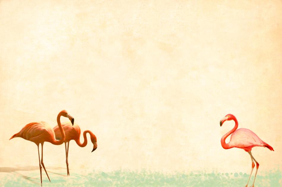 flamingo old paper background