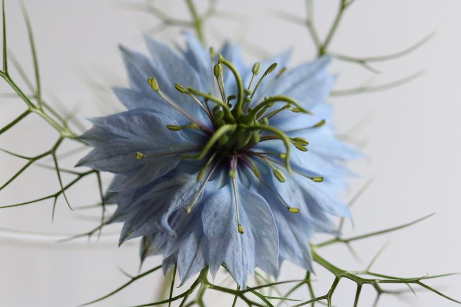 unusual flower at home