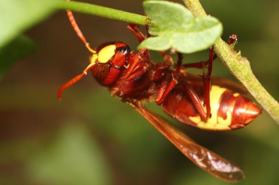 macro view of red and yellow Insect in Nature