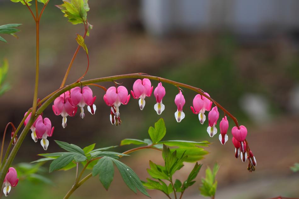 Nature Flowers Plants