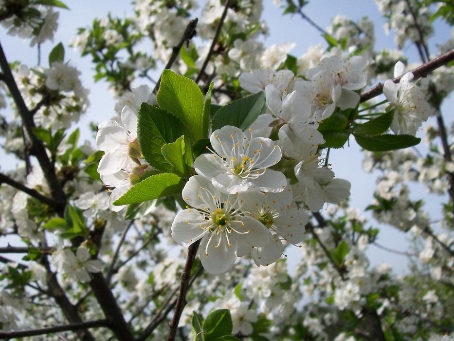 white flowers with leaves on a branch