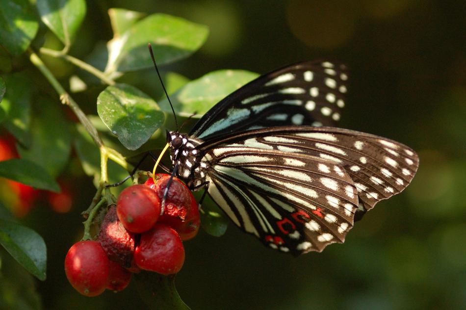 Nature Outdoor Insect