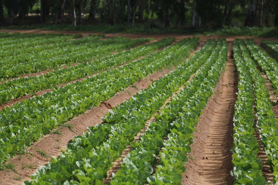 vegetable garden with plants landscape
