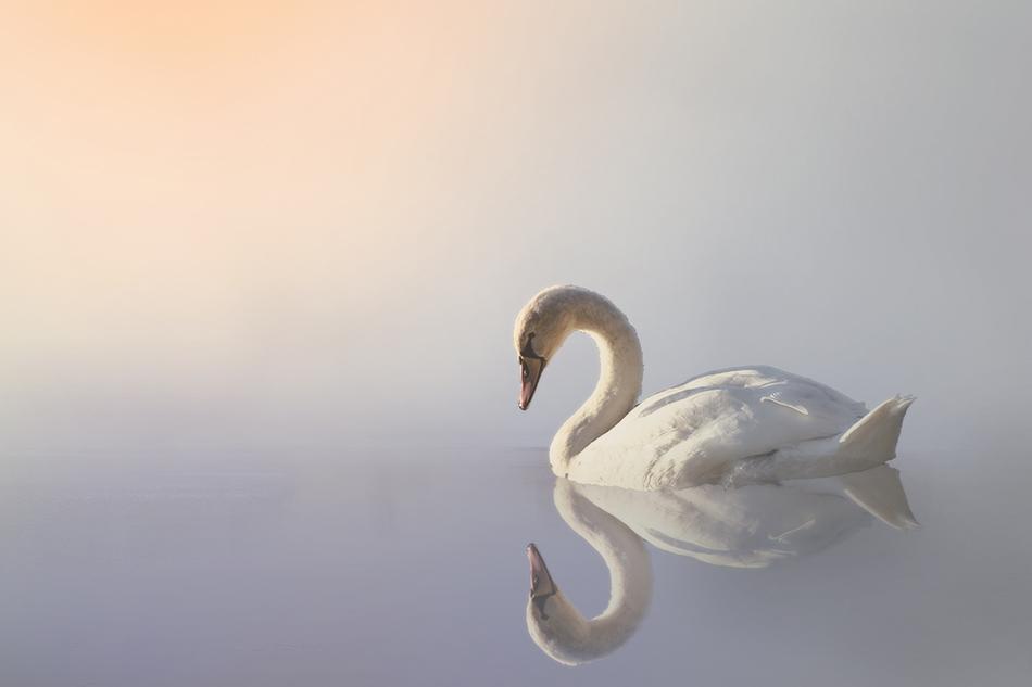 a one legged swan in a misty lake.